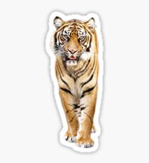 Tiger Sticker