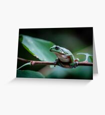 Australian green tree frog Greeting Card