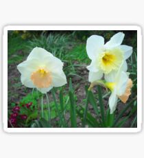 Daffodils Sticker