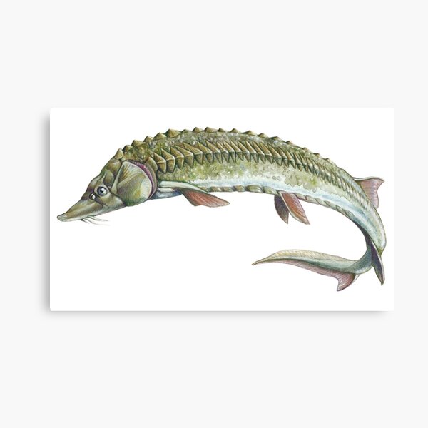 Sturgeon - Acipenser sturio Canvas Print