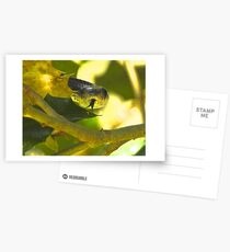 Snake tongue Postcards