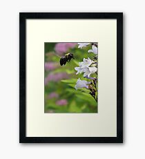 Bumble Bee Framed Print