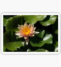 Exotic Colors - A Soft Coral Waterlily Sticker