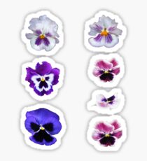Pansy Sticker