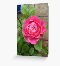 Pink Rose Greeting Card