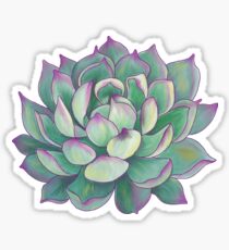 Succulent plant Sticker