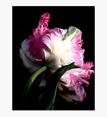 The Parrot Tulip An Artwork From Nature Photographic Print