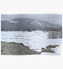 elk eating in moraine park Poster