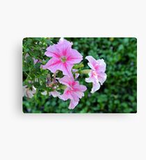 Pink flowers macro, natural background. Canvas Print