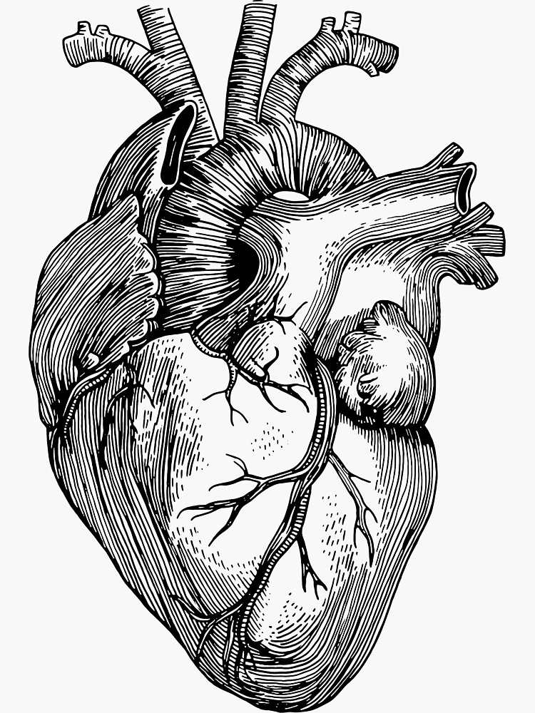 Coeur Anatomique De Croquis De Dessin De Main Crayon Coloré Daquarelle ...