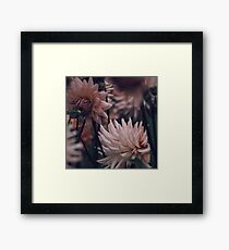 Softness Framed Print