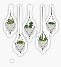 Hanging Succulents and Cacti Sticker