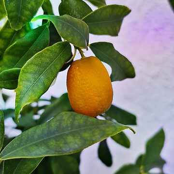 Artwork thumbnail, Kumquat - Kind of citrus plant by vectormarketnet