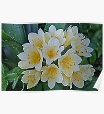 Clivias Poster