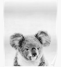 Koala Poster