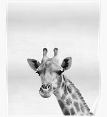 Giraffe Poster