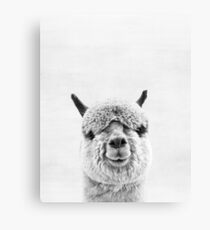 Alpaca Canvas Print