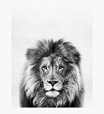 Lion Photographic Print