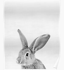 Hase Poster