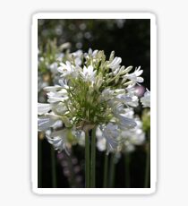 White Bright Agapanthus Sticker