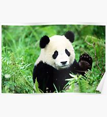 Panda Poster