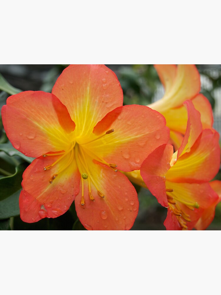 Rhododendron Splendor with Raindrops from A Gardener's Notebook by douglasewelch