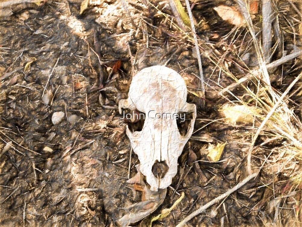 “Possum Skull” by John Corney | Redbubble