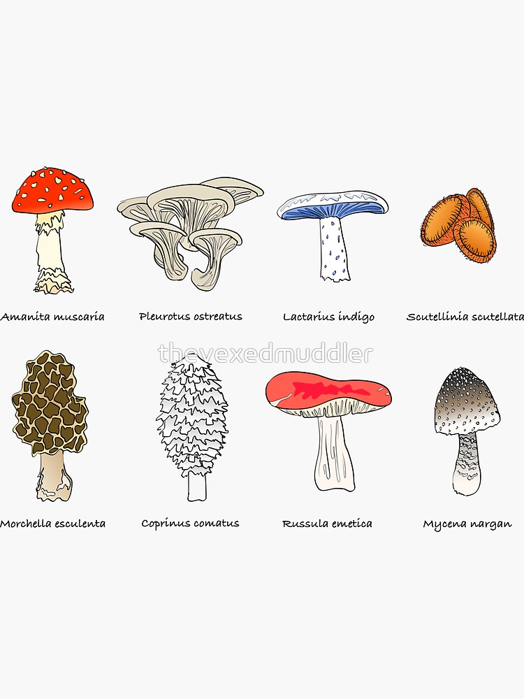 Mushroom Mania by thevexedmuddler