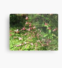 Scottish Broom plant Metal Print