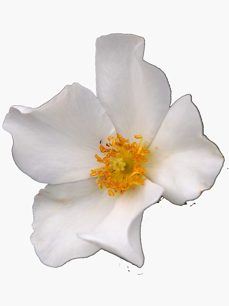 California Winter Rose by douglasewelch
