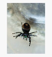 Cute Fuzzy Spider Photographic Print