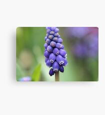 Grape hyacinths Leinwanddruck