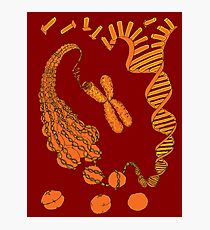 Chromatin Structure Photographic Print