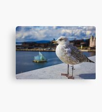 Modern Seagul Canvas Print