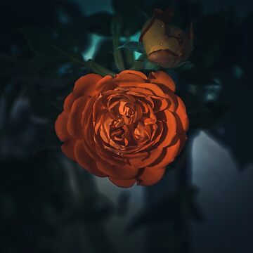 Artwork thumbnail, Aurora's Kiss: The Radiant Rose by cokemann