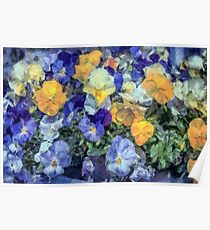 Monet's Pansies Poster