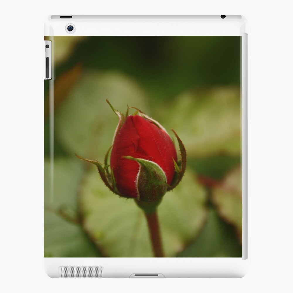 Single Red Rose Over Natural Green Background Ipad Case Skin By