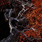 «Fagus nudoso» de Claire Walsh