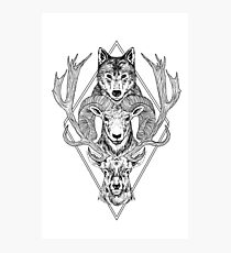 Wolf Ram Hart Photographic Print