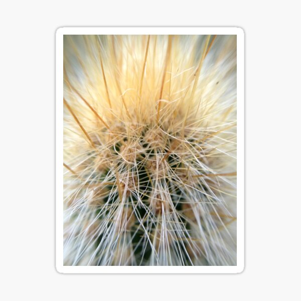 Cactus Closeup from A Gardener's Notebook Sticker