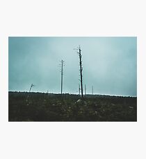 Desolate Trees Photographic Print