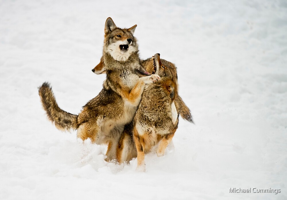 "Coyotes Playing 2" by Michael Cummings | Redbubble