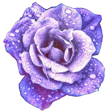 Artwork thumbnail, Midnight Purple Rose with Raindrops by JohnCorney
