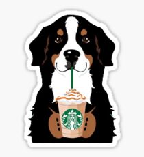 Bernese mountain dog and Starbucks Sticker