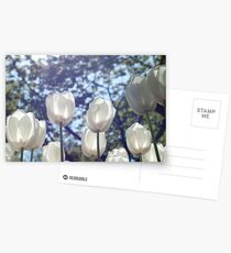 White tulips Postcards