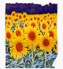 Fields of Sunflowers Poster