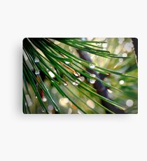 Rain Drops Metal Print