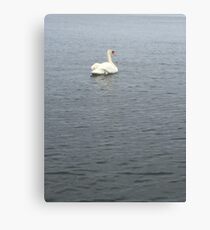 Swan Canvas Print