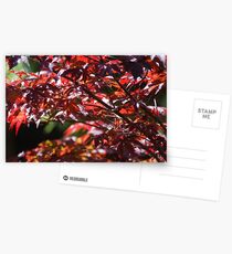 Maple Leaves Postcards