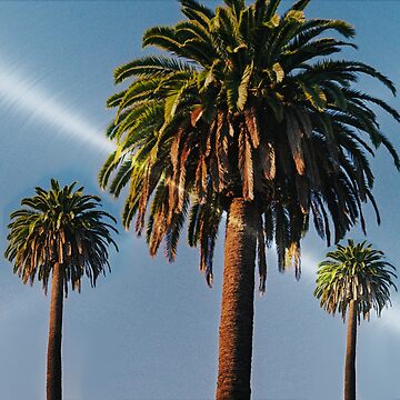Artwork thumbnail, Palm Trees With A Flash Of Sunlight.  by BDMcT